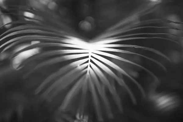 Krásný Palmový list v tropech — Stock fotografie