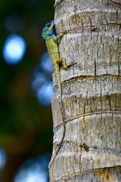Lézard sur le tronc de l'arbre — Photo