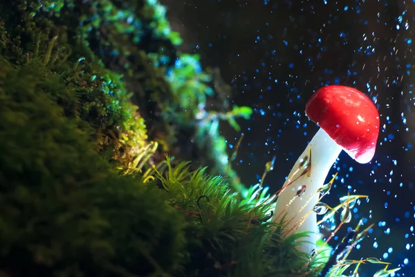 Flore, champignons dans la clairière — Photo