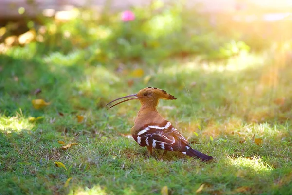 Pták na trávě v tropech — Stock fotografie
