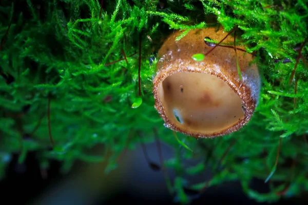 Flore, champignons dans la clairière — Photo