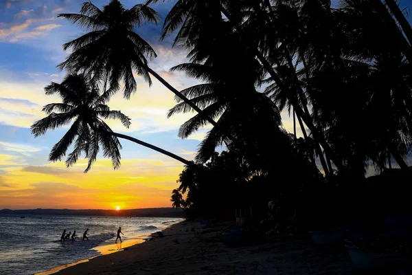 Palm trees at sunset — Stock Photo, Image