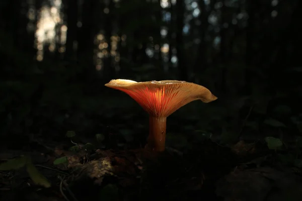 Paddenstoelen in het bos, natuur — Stockfoto