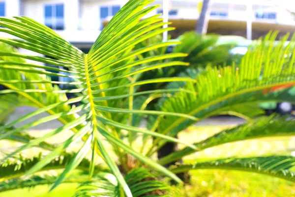 Hojas de palma en un día soleado — Foto de Stock