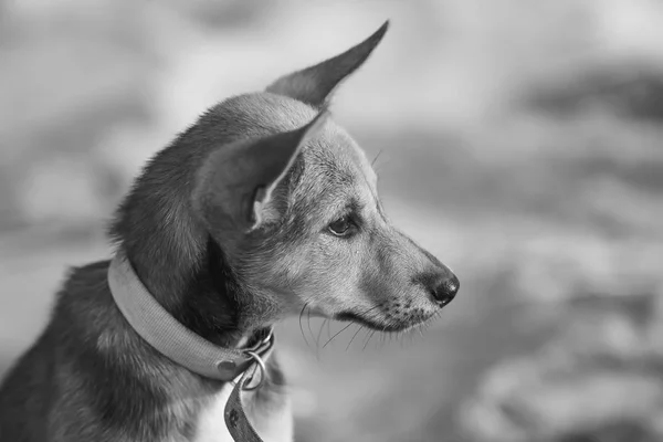 Cachorro solitário na praia — Fotografia de Stock