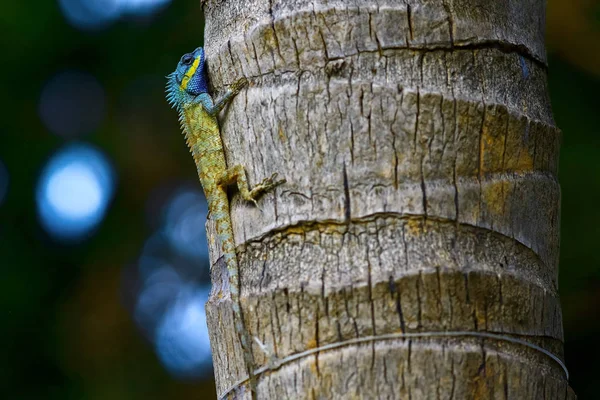Ящірка на стовбурі дерева — стокове фото