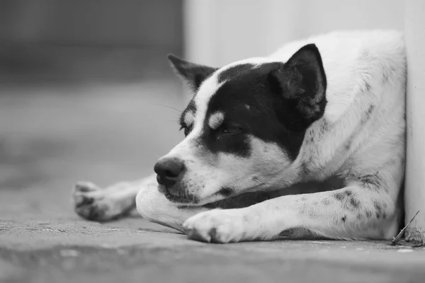 Dog lying on the street — Stock Photo, Image