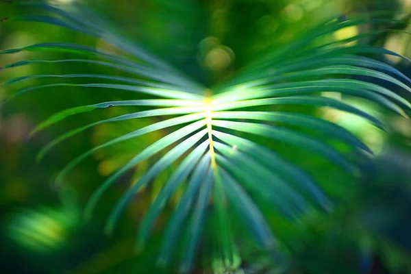 Feuille de palmier sous les tropiques — Photo