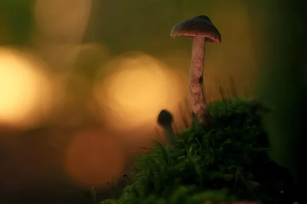 식물, 청소에 있는 버섯 — 스톡 사진