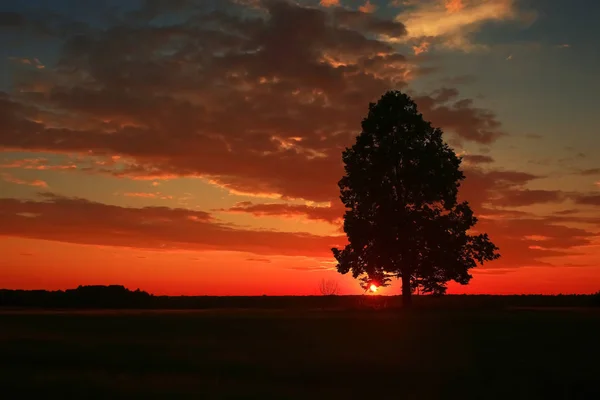 Одинокое дерево стоит в поле — стоковое фото