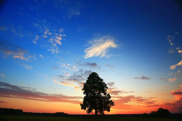 Ein einsamer Baum steht auf einem Feld — Stockfoto