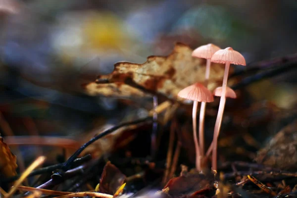 Funghi nella radura, flora — Foto Stock
