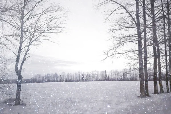Campo de inverno com árvores — Fotografia de Stock