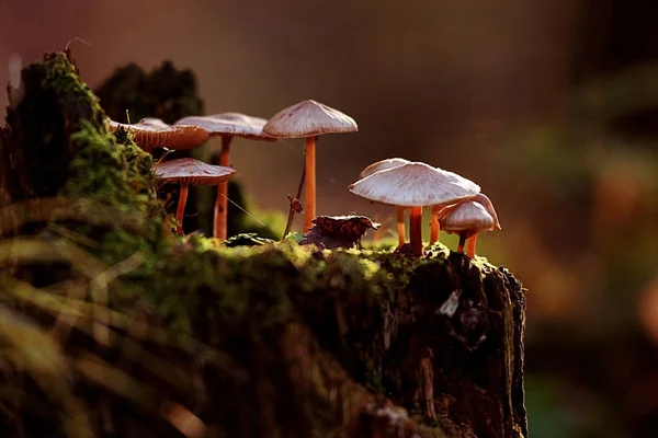 Houby lesní přírodě sezóna zavřít — Stock fotografie