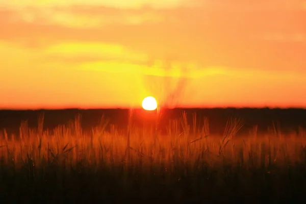 Coucher de soleil dans le champ, nature — Photo