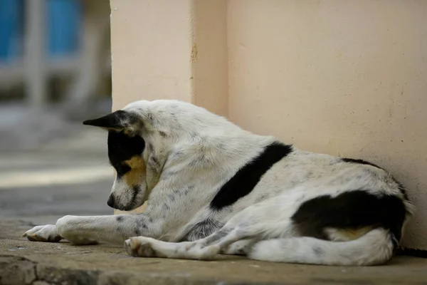 Cão deitado na rua — Fotografia de Stock