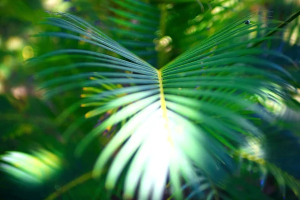Palm leaf i tropikerna — Stockfoto