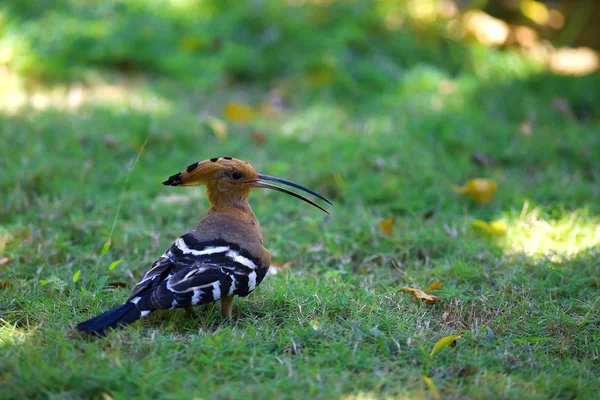 Vogel op het gras in de tropen — Stockfoto