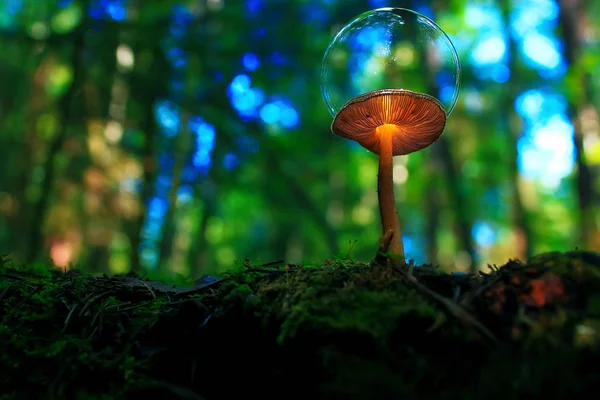 Flora,  mushrooms in the clearing — Stock Photo, Image