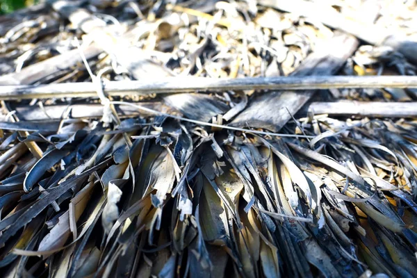 Palm branches on the beach — Stock Photo, Image