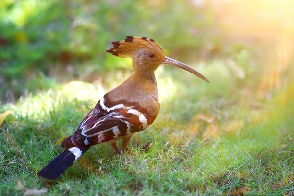 Pájaro en la hierba en los trópicos — Foto de Stock