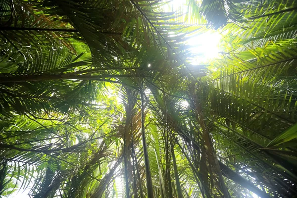 Árvores na selva, Ásia — Fotografia de Stock