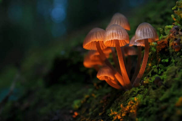  mushrooms in the clearing, flora 