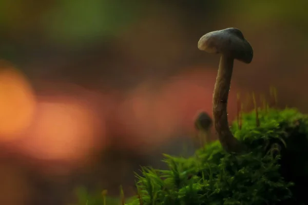 Flora, Pilze auf der Lichtung — Stockfoto