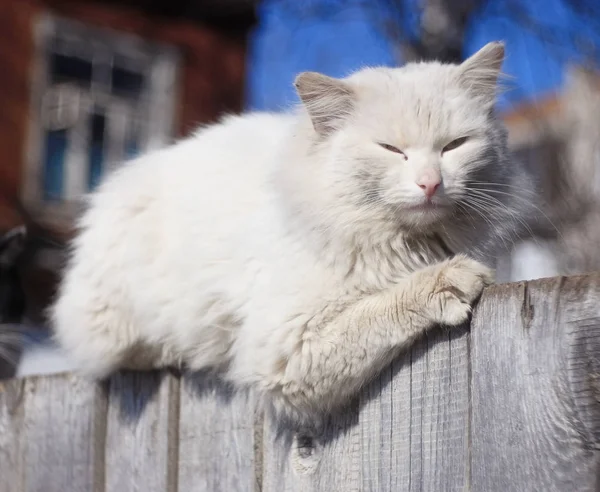 Kočka na dřevěný plot — Stock fotografie