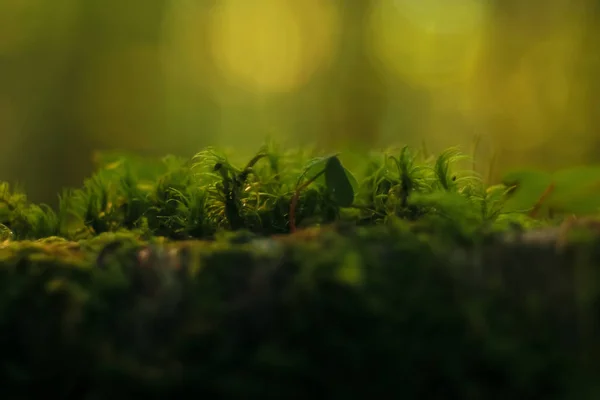 Plantas na floresta de outono — Fotografia de Stock