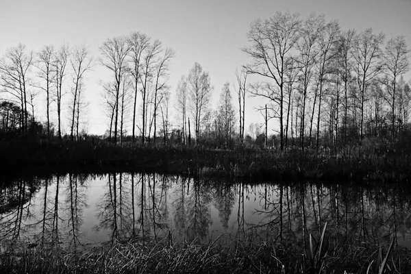 Arbres d'automne réfléchissant dans l'étang — Photo