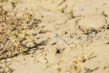 kertenkele kumul üzerinde  