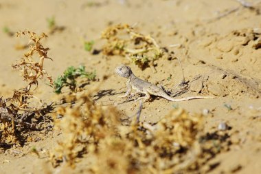 doğal yaşam alanı içinde kum üzerinde sürünerek kertenkele çöl