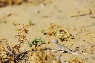 doğal yaşam alanı içinde kum üzerinde sürünerek kertenkele çöl