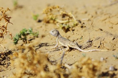 doğal yaşam alanı içinde kum üzerinde sürünerek kertenkele çöl