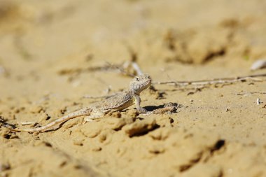 doğal yaşam alanı içinde kum üzerinde sürünerek kertenkele çöl