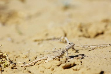 doğal yaşam alanı içinde kum üzerinde sürünerek kertenkele çöl
