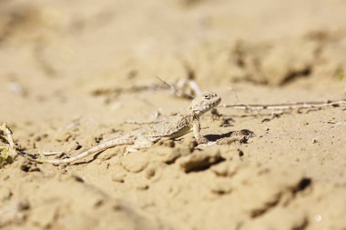 kertenkele kumul üzerinde  