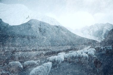 dağlık manzara koyun sürüsü 