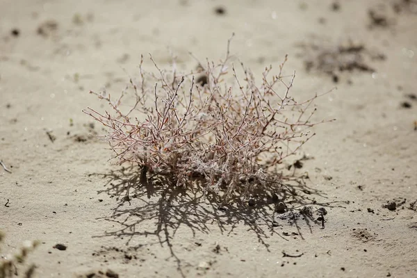 사막에서 성장 하는 식물 — 스톡 사진