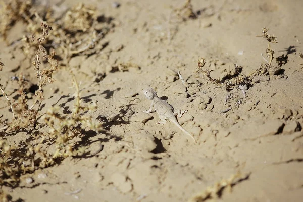 Lézard sur dune de sable — Photo