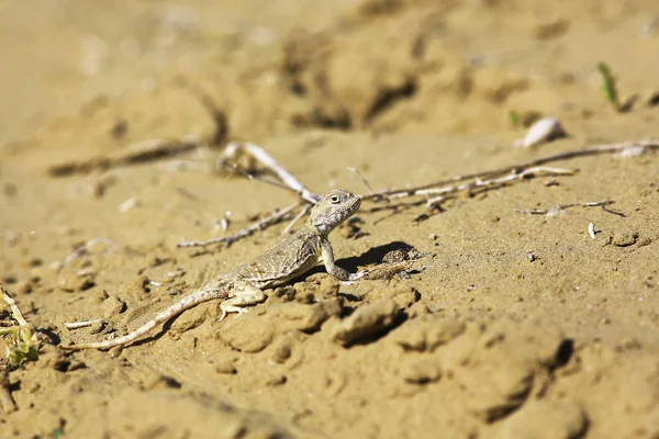 Пустельна Ящірка Повзе Піску Природному Середовищі Проживання — стокове фото