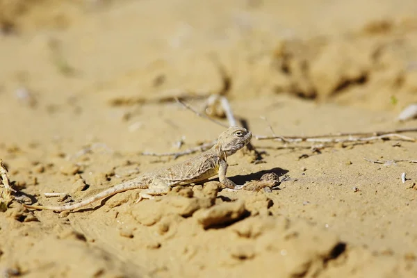 지에서 모래에 도마뱀 — 스톡 사진