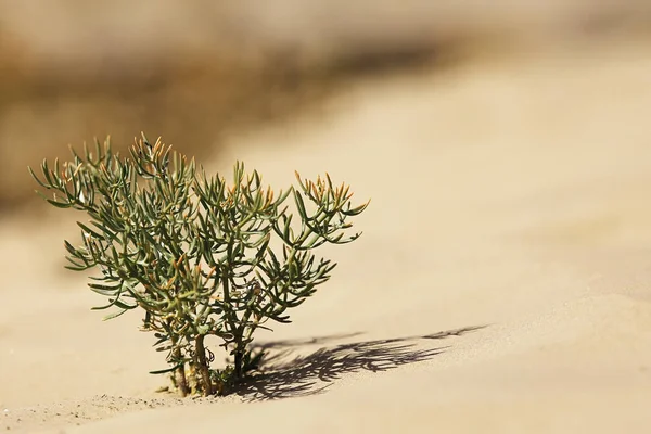 Рослини, що ростуть у пустелі — стокове фото