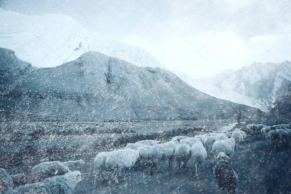 flock of sheep in mountainous landscape 