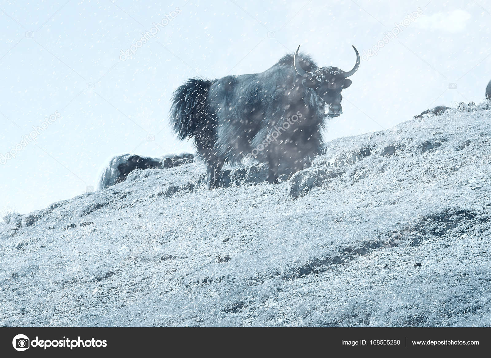 Wild Yak Animal Grazing Tibetan Plateau Black White Stock Photo by ©xload 168505288 Wild Yak Animal Grazing Tibetan Plateau Black White Stock Photo by ©xload 168505288