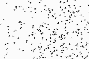 siyah kuşlar sürüsü  