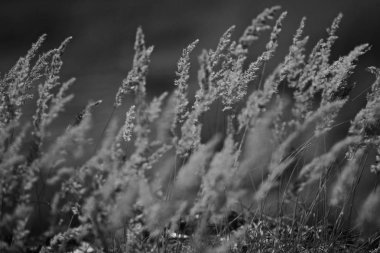 güzel sonbahar çimleri 