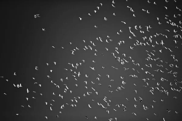 Bandada Aves Volando Cielo Oscuro Aves Increíbles Fondo Del Vuelo — Foto de Stock