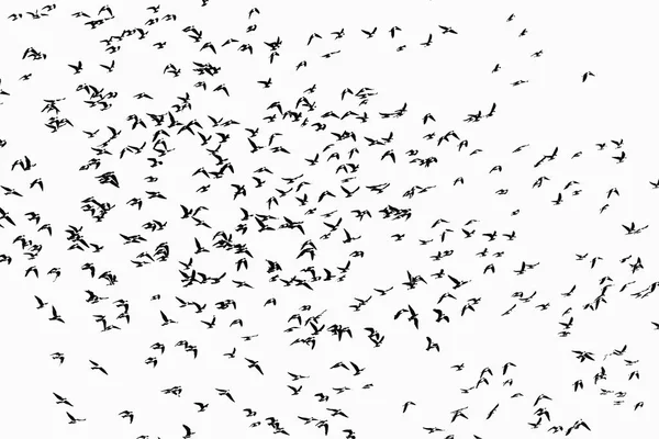 Flock of black birds — Stock Photo, Image